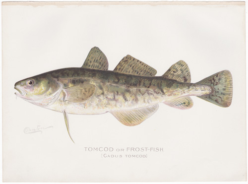 TOMCOD OR FROST-FISH by Denton